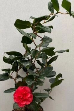 Curly Lady Camellia Japonica - 1 Gallon Pot -FloraHaven Shop camellia japonica curly lady 8