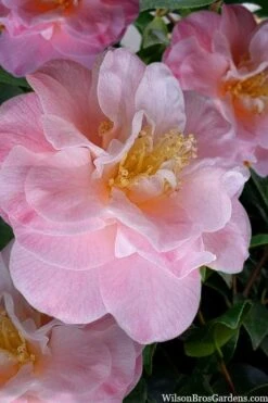 Junior Miss Fragrant Pink Camellia - 7 Gallon Pot -FloraHaven Shop camellia japonica junior miss 2