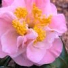 Junior Miss Fragrant Pink Camellia - 7 Gallon Pot