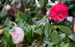 LA Peppermint Camellia Japonica - 3 Gallon Pot 12 LA Peppermint Camellia Japonica - 3 Gallon Pot -FloraHaven Shop camellia japonica la peppermint 101