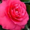 Rose Dawn Camellia Japonica - 3 Gallon Pot -FloraHaven Shop camellia japonica rose dawn 23 1