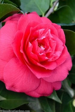 FloraHaven Shop 47 Rose Dawn Camellia Japonica - 1 Gallon Pot