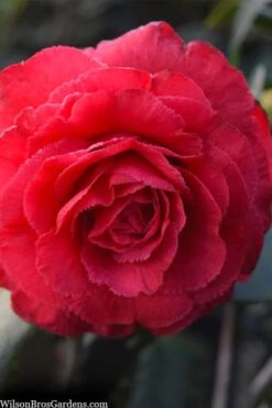 Rosea Superba Sport Camellia - 3 Gallon Pot -FloraHaven Shop camellia japonica rosea superba 1