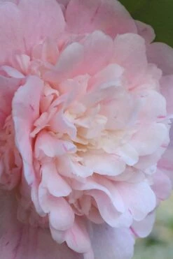 Thompsonii Camellia Japonica - 3 Gallon Pot -FloraHaven Shop camellia japonica thompsonii 2