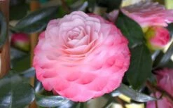 Nuccio's Pearl Camellia Japonica - 3 Gallon Pot -FloraHaven Shop camellia mnuccios pearl 3