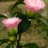 Nuccio's Pearl Camellia Japonica - 1 Gallon Pot