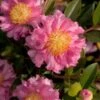 October Magic Carpet Dwarf Camellia - 2.5 Quart Pot -FloraHaven Shop camellia october magic carpet 10