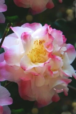 Omega Camellia Japonica - 3 Gallon Pot -FloraHaven Shop camellia omega 3