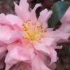 Pink Snow Camellia Sasanqua - 3 Gallon Pot -FloraHaven Shop camellia pink snow 1