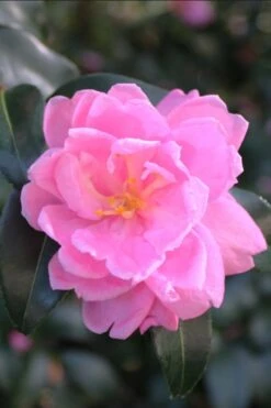Sagamio Wabisuke Camellia - 3 Gallon Pot -FloraHaven Shop camellia sagamio wabisuki 1