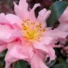 Pink Snow Camellia Sasanqua - 7 Gallon Pot (3-4') -FloraHaven Shop camellia sasanqua pink snow 101