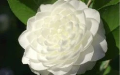 Sea Foam White Camellia Japonica - 1 Gallon Pot -FloraHaven Shop camellia sea foam 3