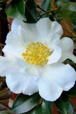Setsugekka Fragrant Camellia Sasanqua - 7 Gallon Pot 9 Setsugekka Fragrant Camellia Sasanqua - 7 Gallon Pot -FloraHaven Shop camellia setsugekka 3