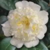 Shiro Karako White Camellia Rusticana - 3 Gallon Pot -FloraHaven Shop camellia shiro karako 2
