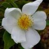 Survivor Cold Hardy White Camellia - 3 Gallon Pot -FloraHaven Shop camellia survivor 1