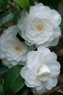 White By The Gate Camellia Japonica - 7 Gallon Pot -FloraHaven Shop camellia white by the gate 1 2