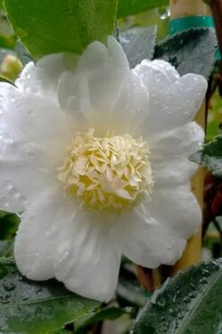 Winter's Snowman Camellia Hybrid - 7 Gallon Pot (2-3') -FloraHaven Shop camellia winters snowman 105