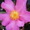 Winter's Star Cold Hardy Camellia - 1 Gallon Pot 2 Winter's Star Cold Hardy Camellia - 1 Gallon Pot -FloraHaven Shop camellia winters star 20