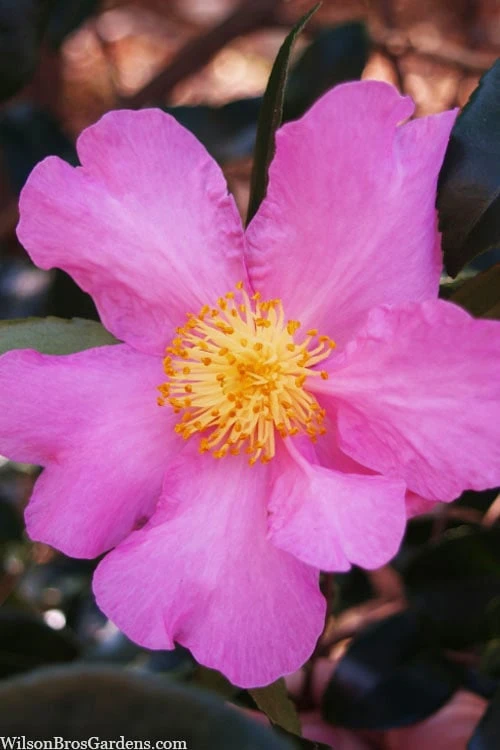 Winter's Star Cold Hardy Camellia - 1 Gallon Pot 3 Winter's Star Cold Hardy Camellia - 1 Gallon Pot