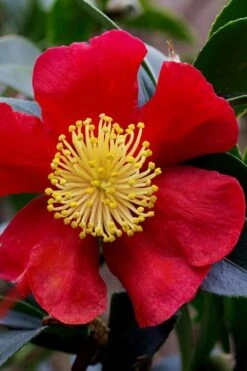 Yuletide Camellia Sasanqua - 6 Pack Of 1 Gallon Pots 17 Yuletide Camellia Sasanqua - 6 Pack Of 1 Gallon Pots -FloraHaven Shop camellia yuletide best