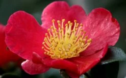 Yuletide Camellia Sasanqua - 6 Pack Of 1 Gallon Pots 16 Yuletide Camellia Sasanqua - 6 Pack Of 1 Gallon Pots -FloraHaven Shop camellia yuletide flower closeup