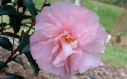 Cotton Candy Camellia Sasanqua - 1 Gallon Pot -FloraHaven Shop camelliacottoncandy