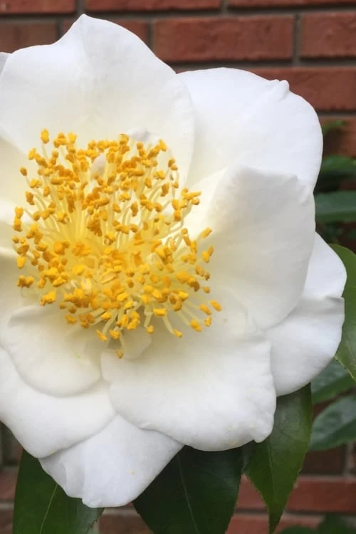 White Empress Camellia Japonica - 1 Gallon Pot 3 White Empress Camellia Japonica - 1 Gallon Pot