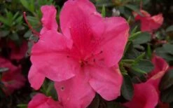 Autumn Carnival Encore Azalea - 1 Gallon Pot -FloraHaven Shop encore azalea autumn carnival
