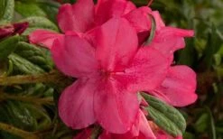 Autumn Jewel Encore Azalea - 1 Gallon Pot -FloraHaven Shop encore azalea autumn jewel