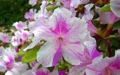 Autumn Twist Encore Azalea - 1 Gallon Pot -FloraHaven Shop encore azalea autumn twist
