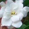 Fall In Love Cold Hardy Gardenia - 1 Gallon Pot -FloraHaven Shop gardenia Fall In Love WB 500x750 1