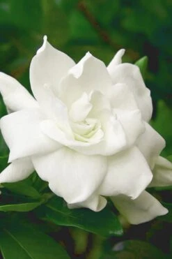 August Beauty Gardenia (Single Trunk Topiary Tree) - 5 Gallon Pot 10 August Beauty Gardenia (Single Trunk Topiary Tree) - 5 Gallon Pot -FloraHaven Shop gardenia august beauty 5 500x750 2