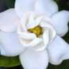 Buttons Gardenia - 6 Pack Of 1 Gallon Pots 2 Buttons Gardenia - 6 Pack Of 1 Gallon Pots -FloraHaven Shop gardenia buttons 2 1
