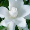 Celestial Star Gardenia - 1 Gallon Pot -FloraHaven Shop gardenia celestial star 1