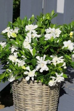 Celestial Star Gardenia - 1 Gallon Pot 10 Celestial Star Gardenia - 1 Gallon Pot -FloraHaven Shop gardenia celestial star 3