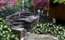 Celestial Star Gardenia - 1 Gallon Pot 11 Celestial Star Gardenia - 1 Gallon Pot -FloraHaven Shop gardenia celestial star 5