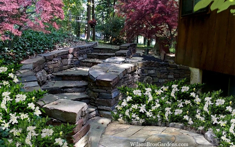 Celestial Star Gardenia - 1 Gallon Pot 7 Celestial Star Gardenia - 1 Gallon Pot - Image 5