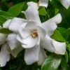 Fool Proof Gardenia - 3 Gallon Pot -FloraHaven Shop gardenia fool proof 1 1