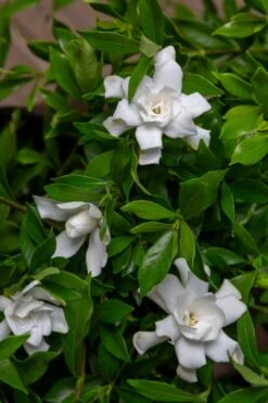 Fool Proof Gardenia - 3 Gallon Pot -FloraHaven Shop gardenia fool proof 4 1