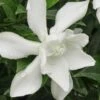 Frost Proof Gardenia - 1 Gallon Pot -FloraHaven Shop gardenia frost proof 15 2