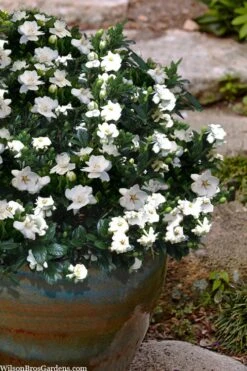 Buttons Gardenia - 1 Gallon Pot -FloraHaven Shop gardenia jasminoides buttons 10 2