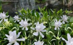 Crescent Moon Dwarf Gardenia - 1 Gallon Pot -FloraHaven Shop gardenia jasminoides crescent moon dwarf creeping 2