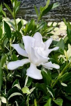 Crescent Moon Dwarf Gardenia - 1 Gallon Pot -FloraHaven Shop gardenia jasminoides crescent moon dwarf creeping 6