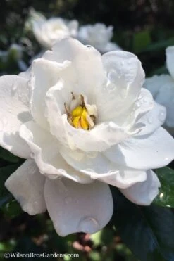 Crown Jewel Gardenia - 6-Pack Of 1 Gallon Pots -FloraHaven Shop gardenia jasminoides crown jewel 11