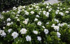 Crown Jewel Gardenia - 1 Gallon Pot -FloraHaven Shop gardenia jasminoides crown jewel 12 1