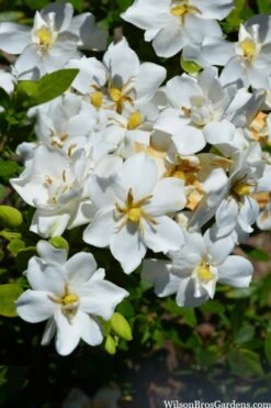 Snow Flurry Hardy Gardenia - 1 Gallon Pot -FloraHaven Shop gardenia jasminoides snow flurry 2