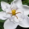 Snow Flurry Hardy Gardenia - 1 Gallon Pot -FloraHaven Shop gardenia jasminoides snow flurry 5