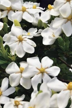 Snow Girl Hardy Dwarf Gardenia - 3 Gallon Pot -FloraHaven Shop gardenia jasminoides snow girl 1