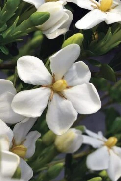 Snow Girl Hardy Dwarf Gardenia - 3 Gallon Pot -FloraHaven Shop gardenia jasminoides snow girl 2