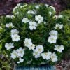 Snow Globe Gardenia - 3 Gallon Pot -FloraHaven Shop gardenia jasminoides snow globe 1